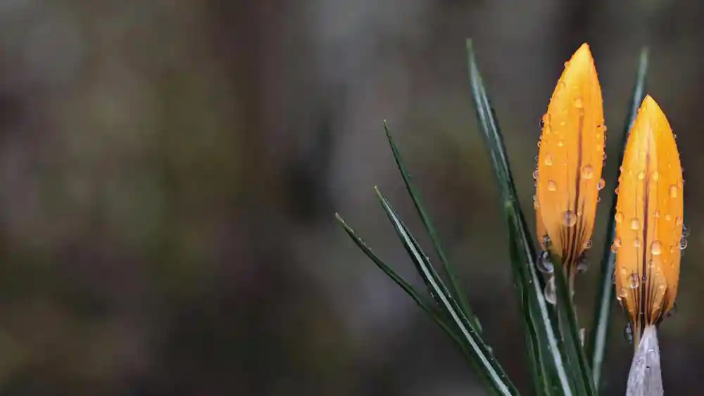 Gold blooms