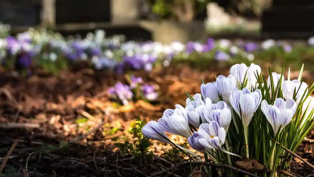 Spring flowers